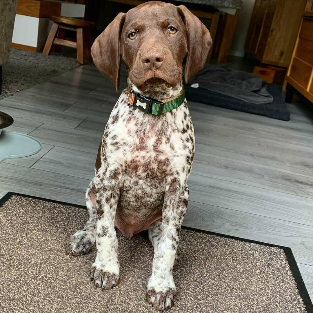 Rowan German Shorthaired Pointer puppy