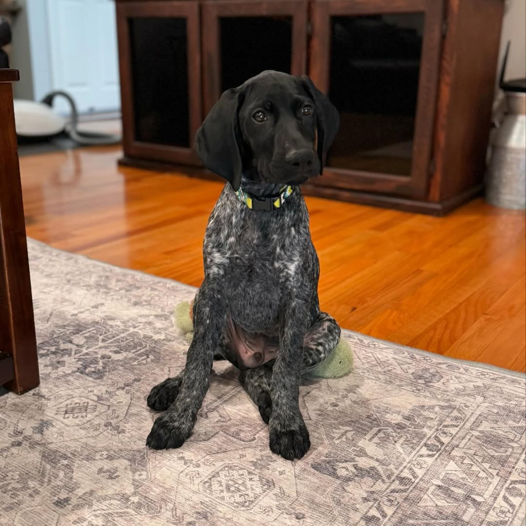 Gemini German Shorthaired Pointer puppy