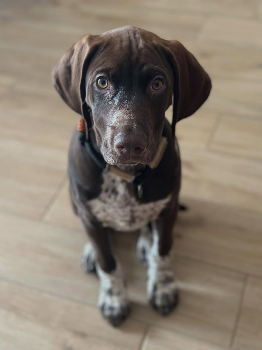 ZUMA German Shorthaired Pointer puppy