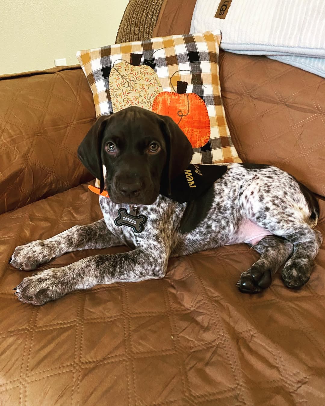 MIKA German Shorthaired Pointer puppy