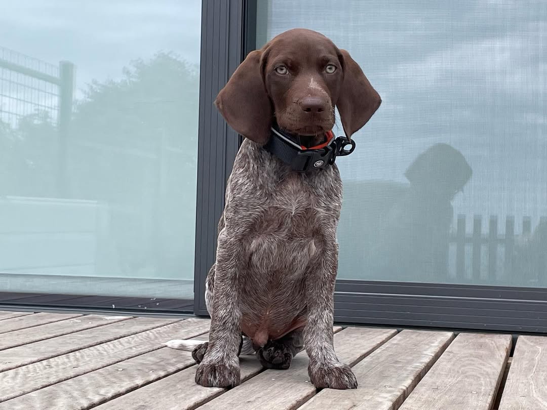 REAH German Shorthaired Pointer puppy