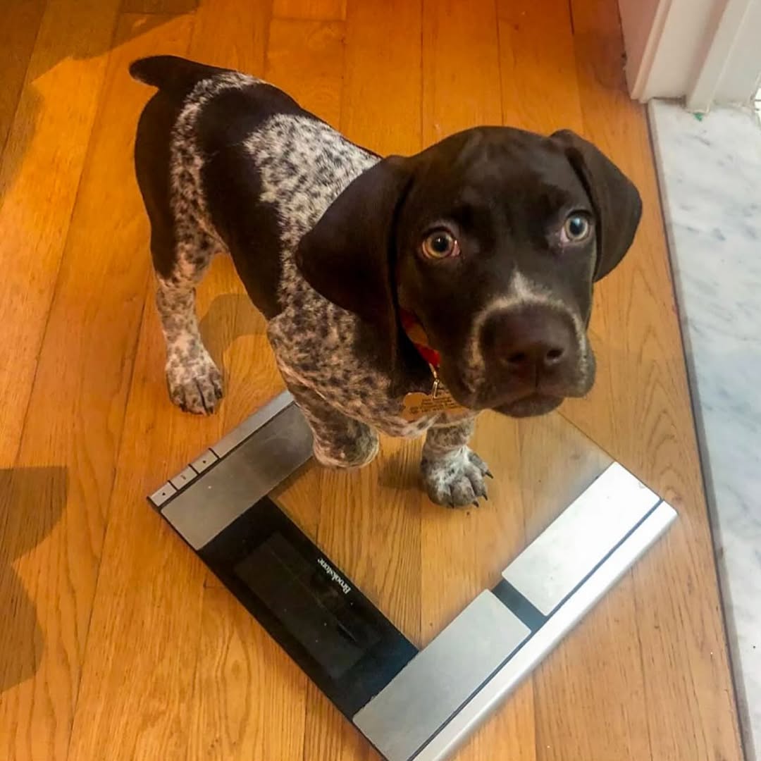 Kobe German Shorthaired Pointer puppy