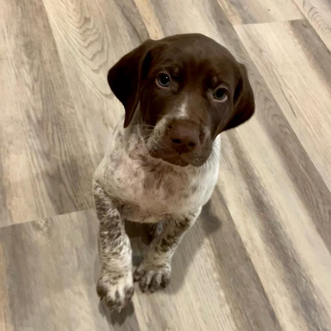 KODAK German Shorthaired Pointer puppy