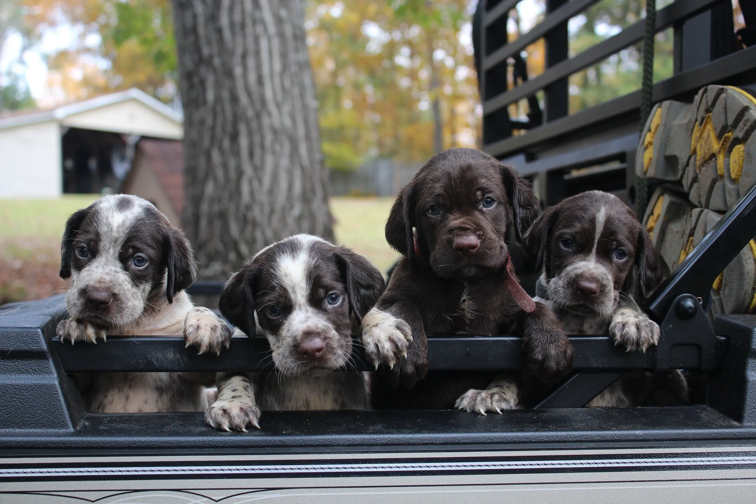 German Shorthaired Pointer puppy group