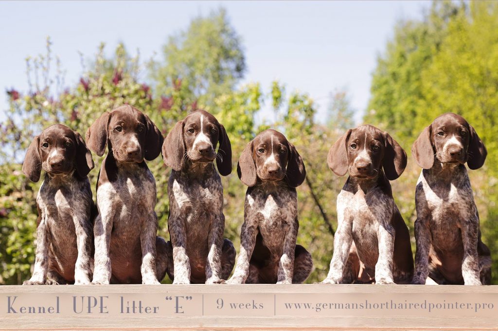 German Shorthaired Pointer puppy