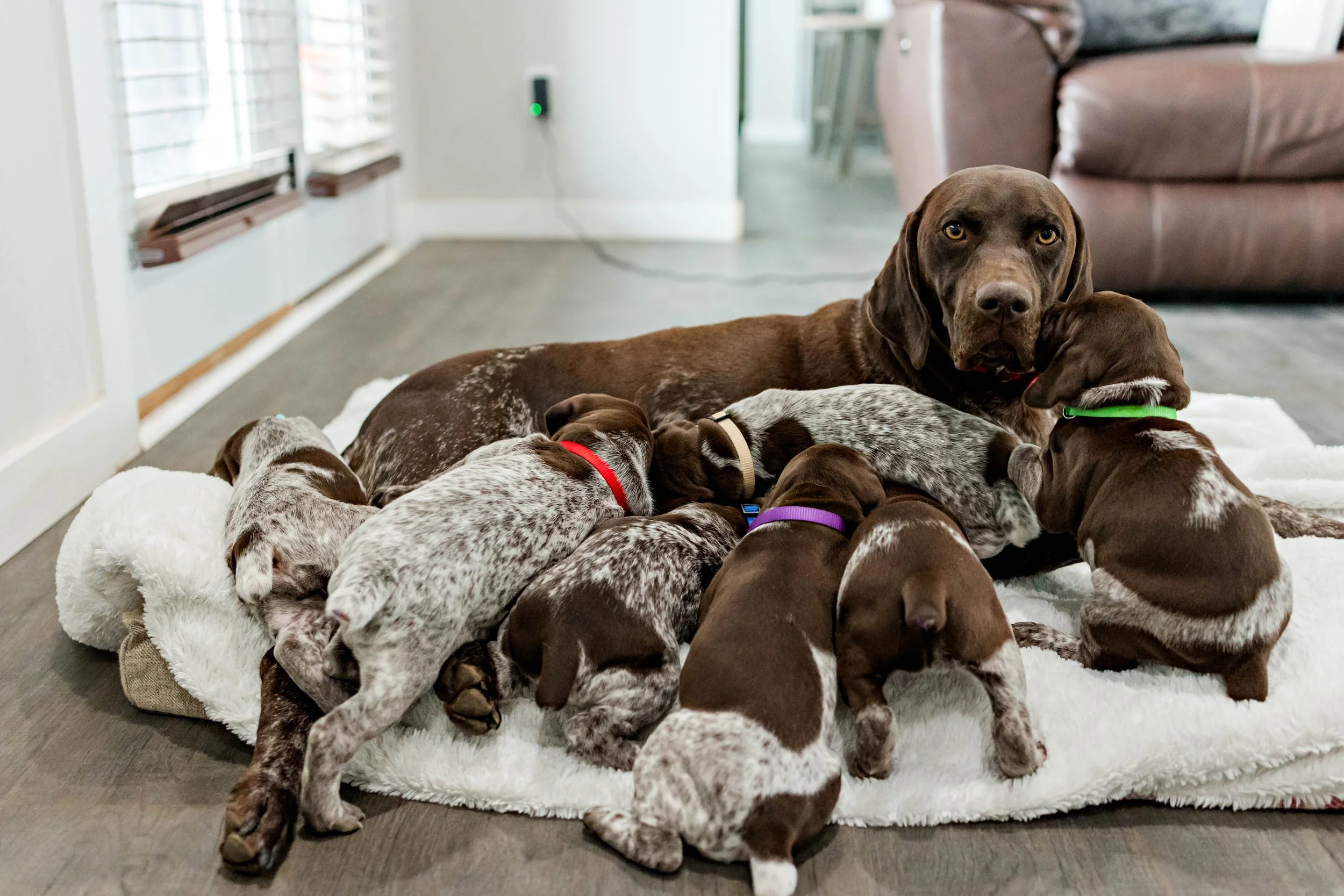 German Shorthaired Pointer outdoors