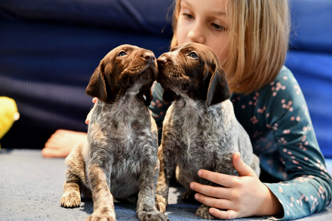 German Shorthaired Pointer portrait