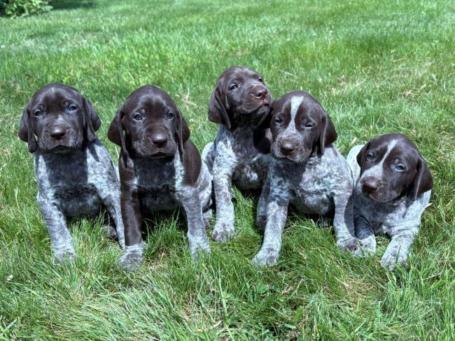 German Shorthaired Pointer puppies