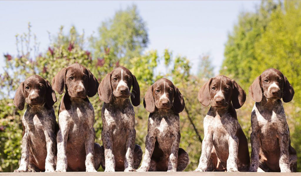 Attentive German Shorthaired Pointer