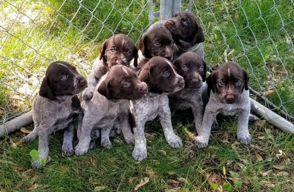 German Shorthaired Pointer available puppy