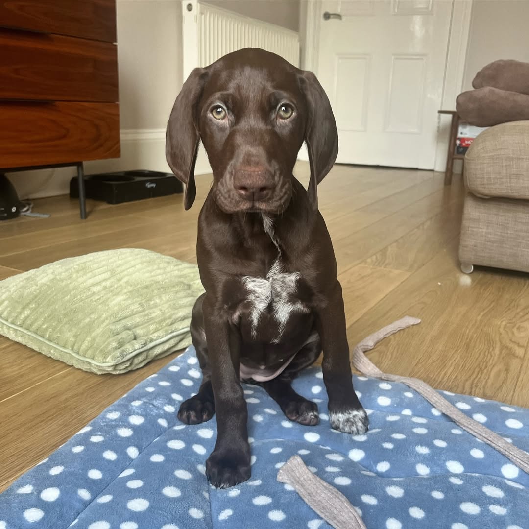 SILVER German Shorthaired Pointer puppy