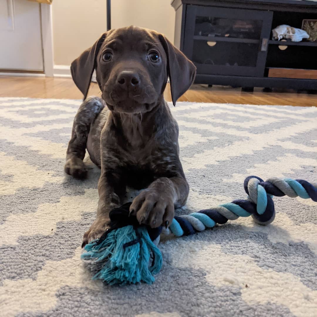 DRACO German Shorthaired Pointer puppy