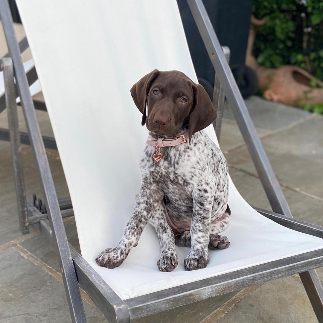 Popcy German Shorthaired Pointer puppy