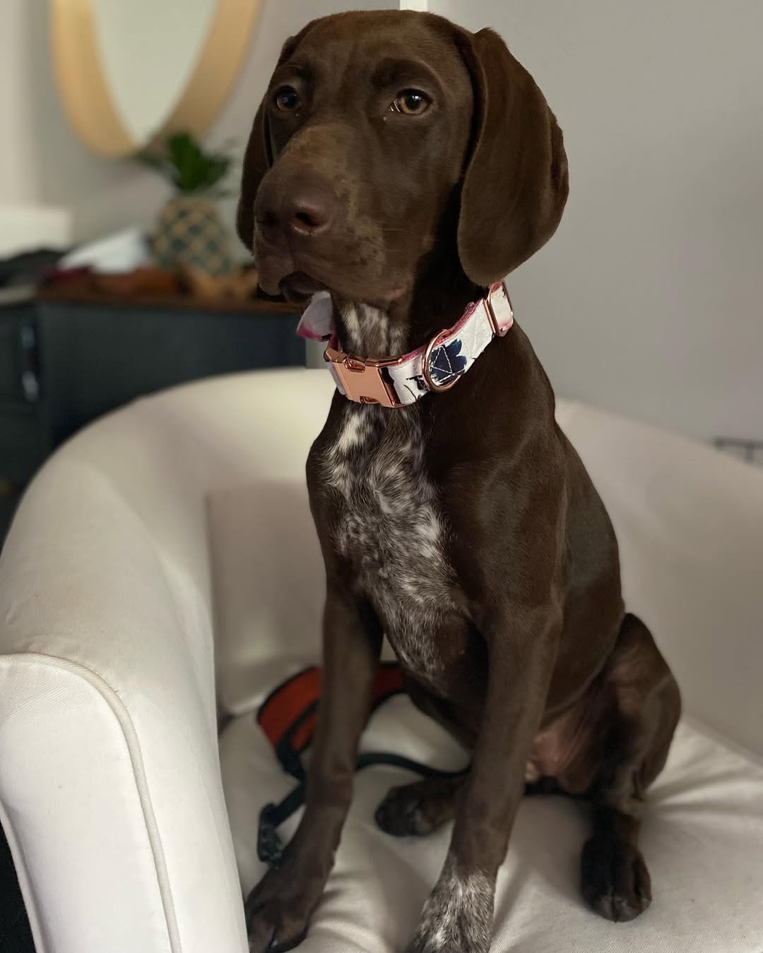 STELLA German Shorthaired Pointer puppy
