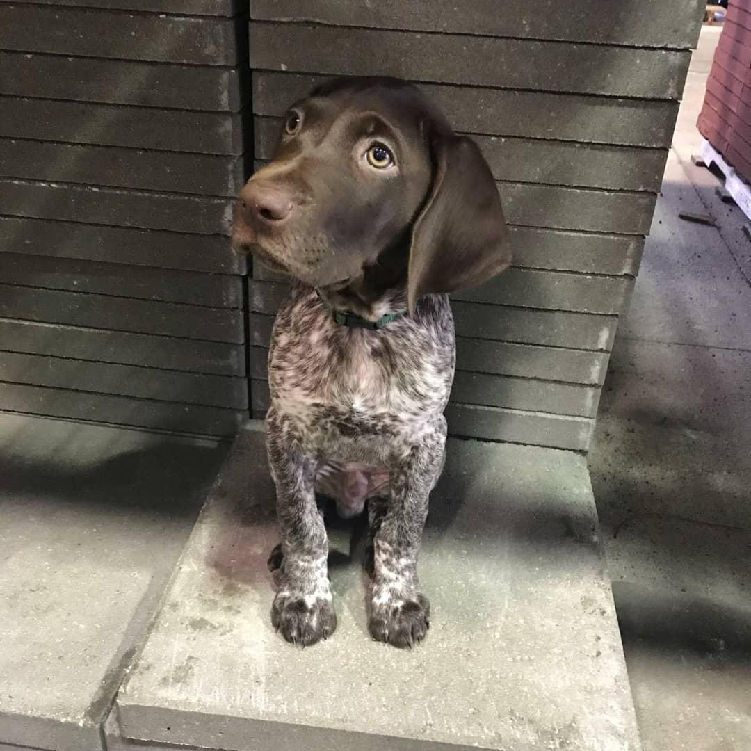 DAN German Shorthaired Pointer puppy