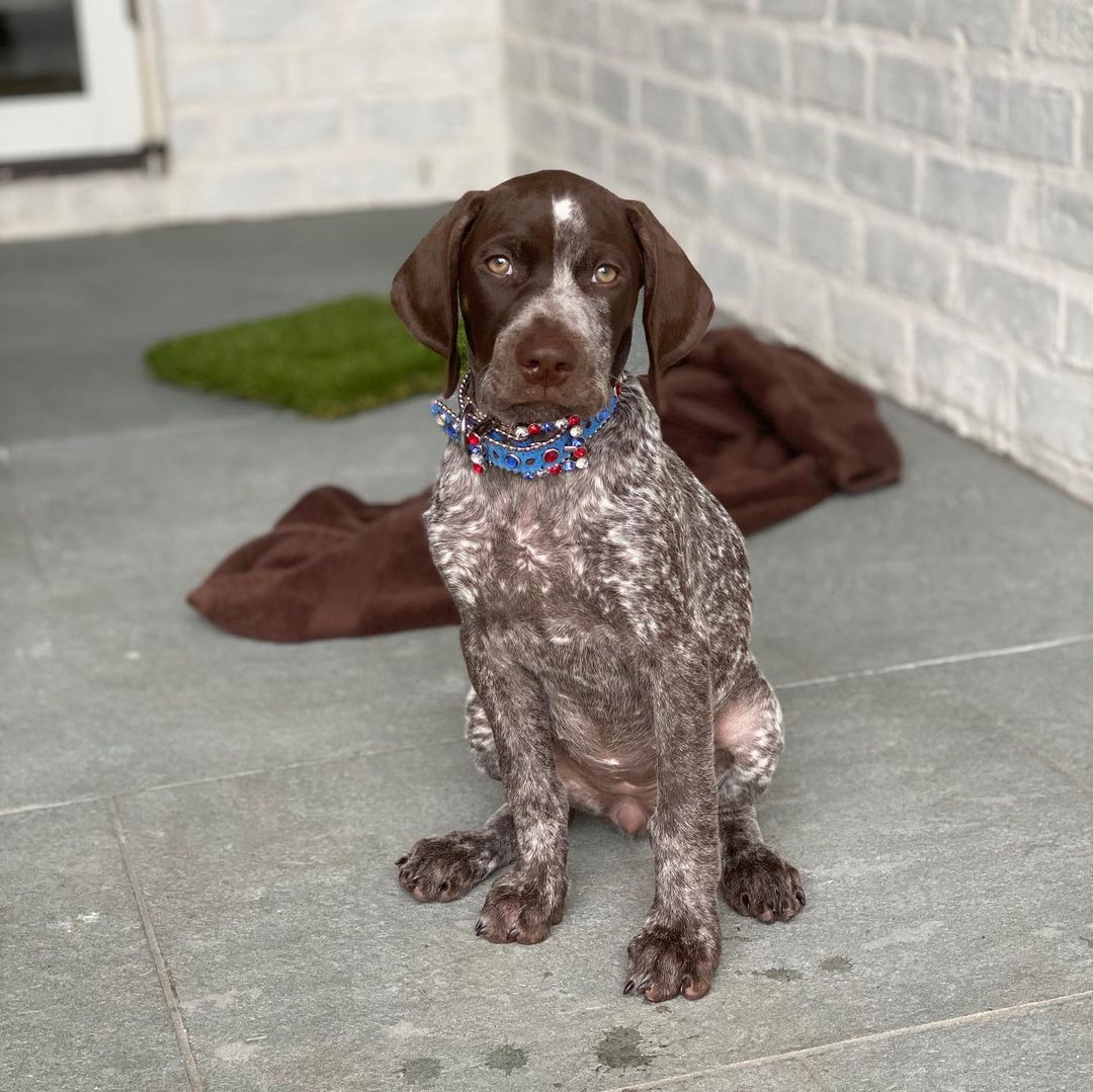SHAKA German Shorthaired Pointer puppy