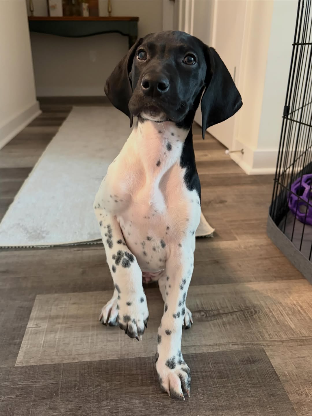 VEGA German Shorthaired Pointer puppy