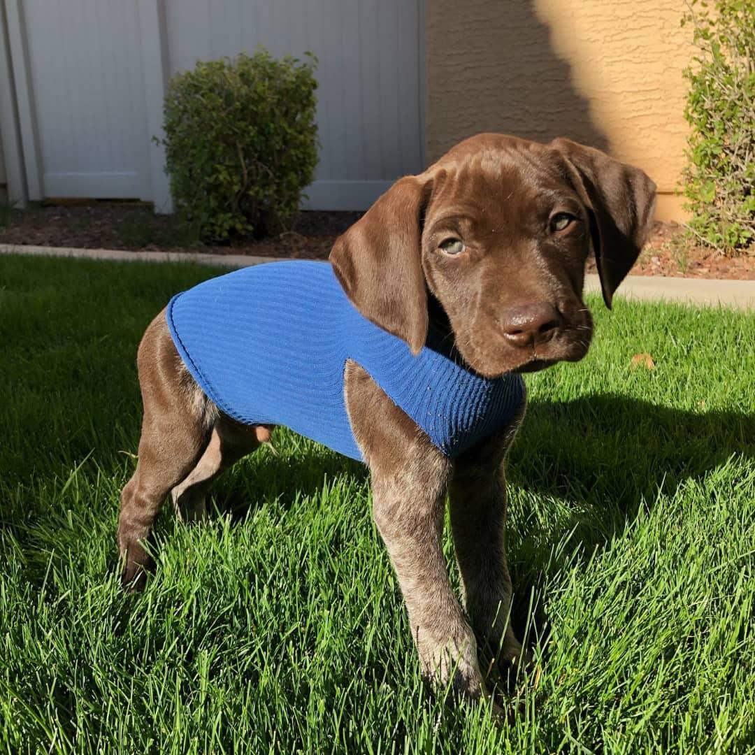 Percy German Shorthaired Pointer puppy
