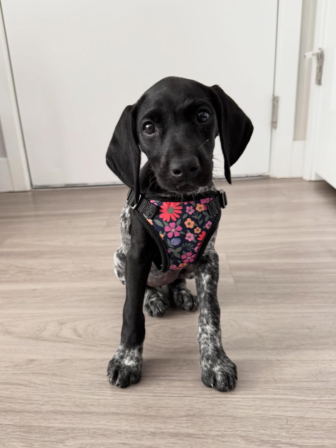 ODEN German Shorthaired Pointer puppy