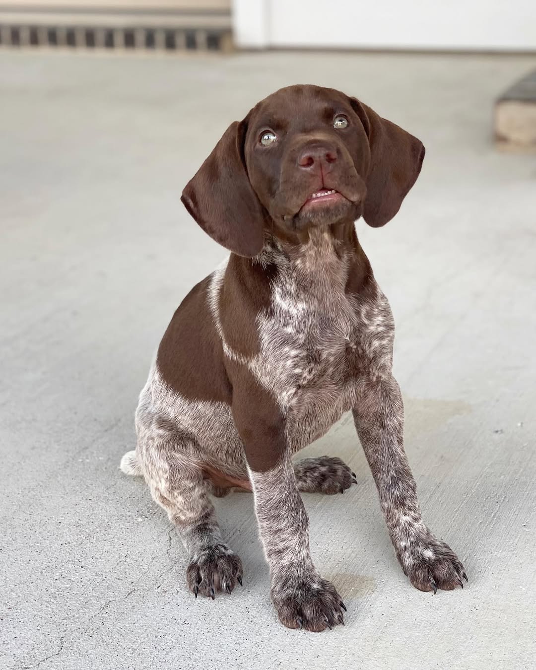 KIWI German Shorthaired Pointer puppy