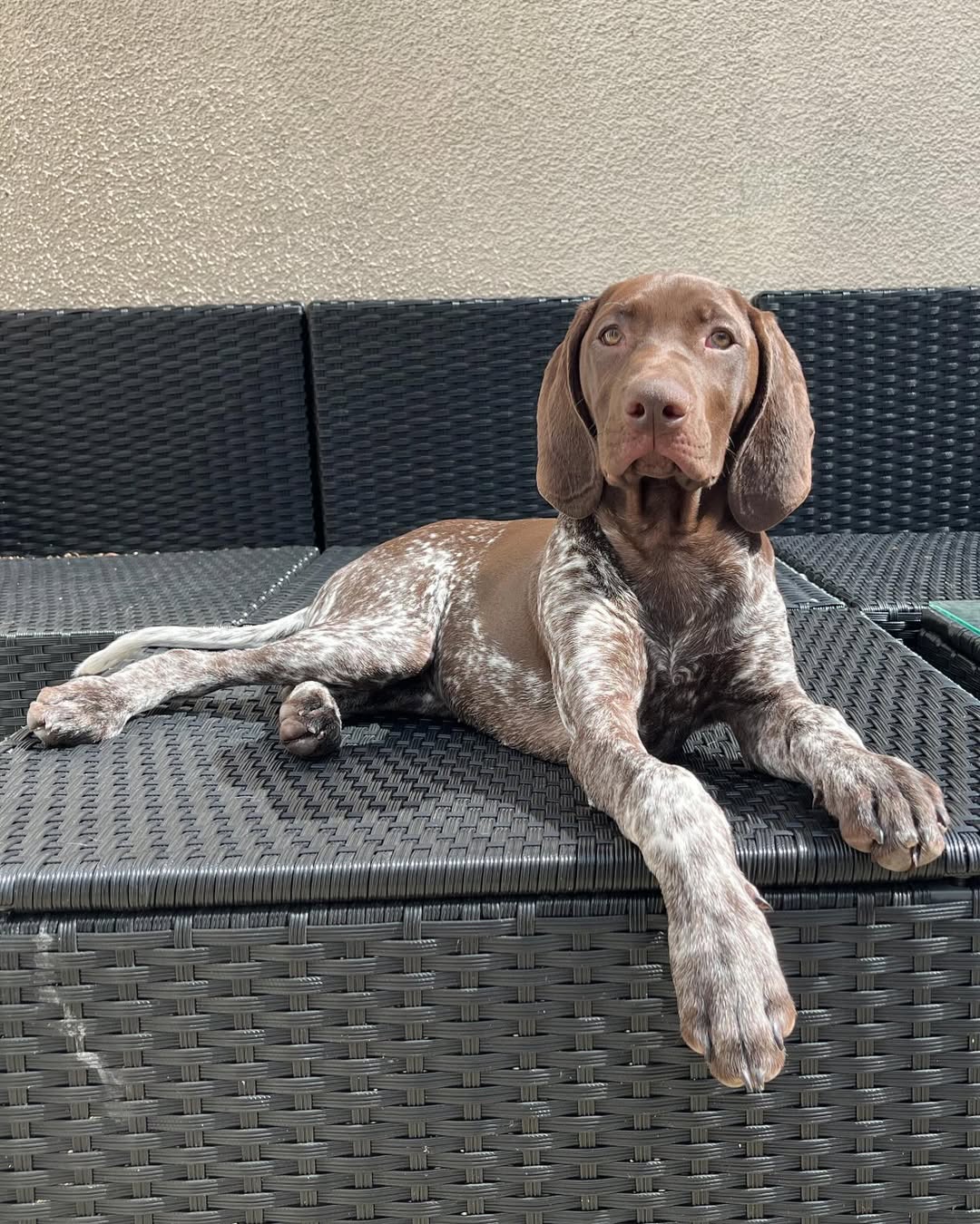 SIN German Shorthaired Pointer puppy